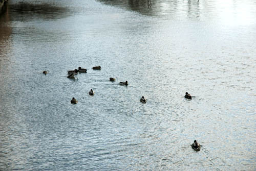 Gowanus Ducks2