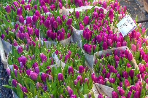 Purple rain tulips