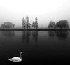 Swan in Fog