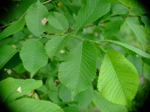 elm tree identification by bark. Elms, like other shade trees,