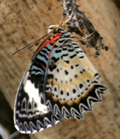 Butterfly emerging from Cocoon, IMG_0878.JPG