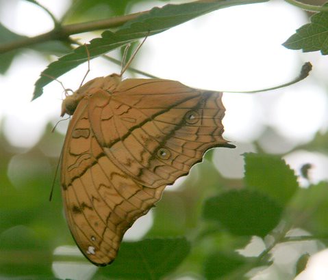 Butterfly, IMG_0891.JPG