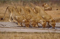 4 Lions at waterhole - by Arno & Louise