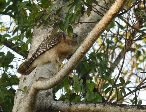 Red-shouldered Hawk in a Tree