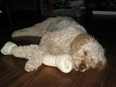 Maggie with Christmas Bone, Dec 06