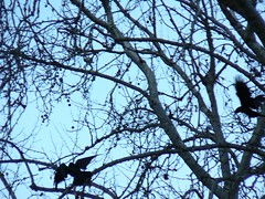 Ravens landing in tree