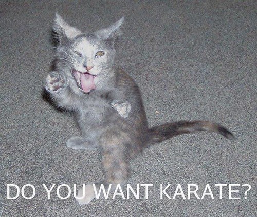karate kitty