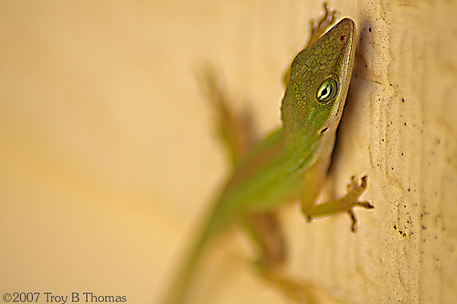 Anole_20070120_2; Photography by Troy Thomas