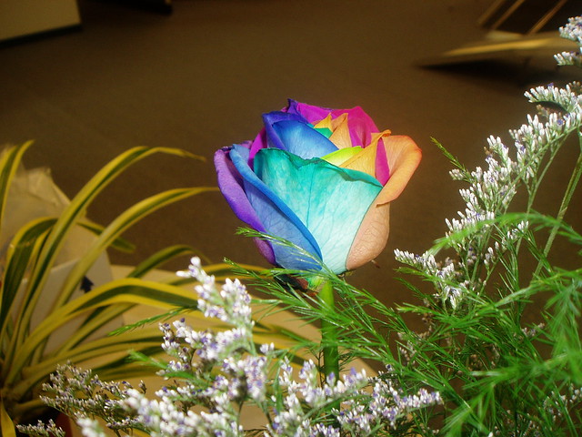 Rosa Arco Iris de varios colores