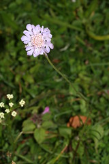 997039938 Small_Scabious 2007-07-31_19:36:36 Bald_Hill