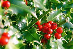 Holly and Berries