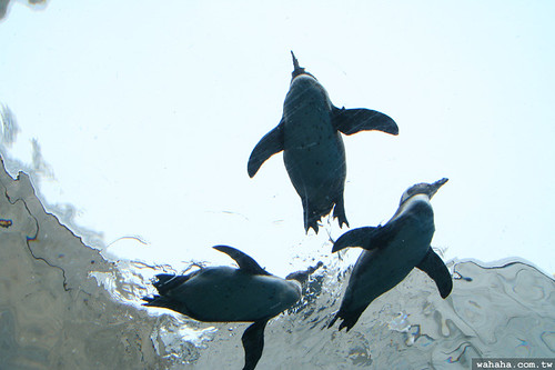 旭山動物園．企鵝游泳