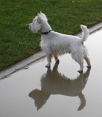 Reflection of Wee Westie