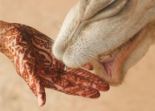 800px-Mehndi_on_hand_with_camel
