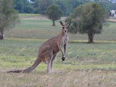 Kangaroo from Walka Water Works