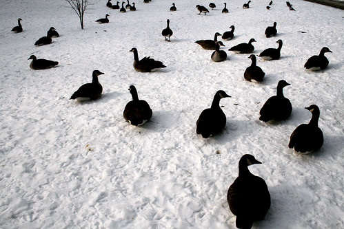 cold canadian geese