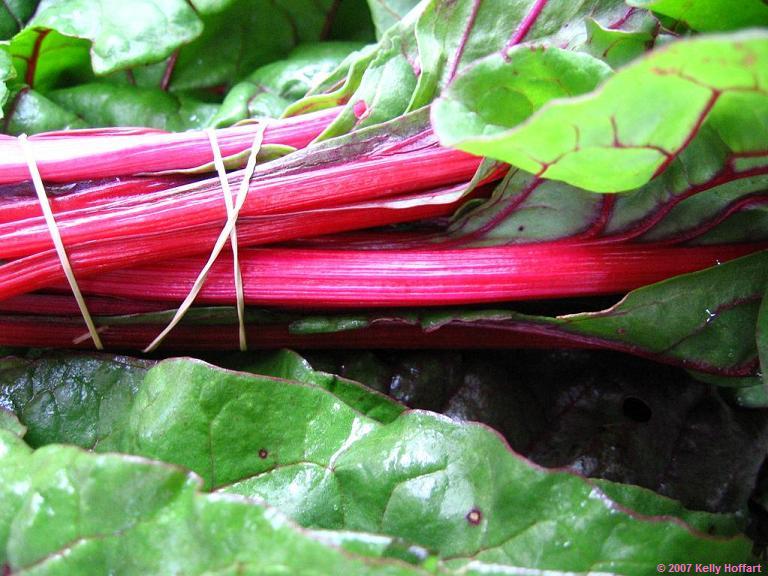 Rhubarb and Rubber Band