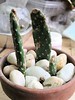 Potted Cactus Side Growth