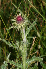 996202931 Musk_Thistle 2007-07-31_19:40:13 Bald_Hill