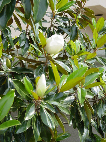 magnolia tree buds. Magnolia Tree with uds