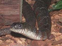 Northern Water Snake (2003)