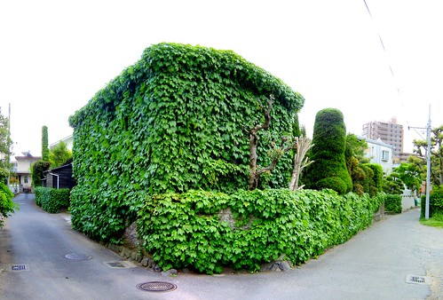 Ivy covered house 1