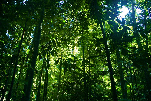 rainforest by tauntingpanda.