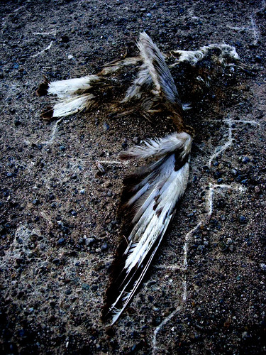 death, dead birds, killings, road kills