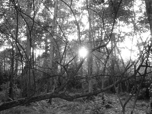 black and white pictures of trees. Black and white sun through