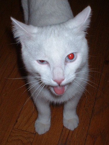 white tongue cat crazy topf50 brian 100v10f tongueout blah top20catpix thejerkstorecalledandtheyrerunningoutofbrian ccc62