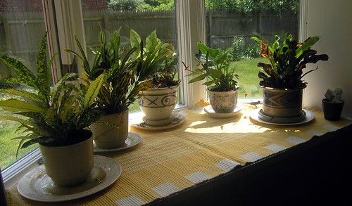 Bay Window Plants  6-10-05