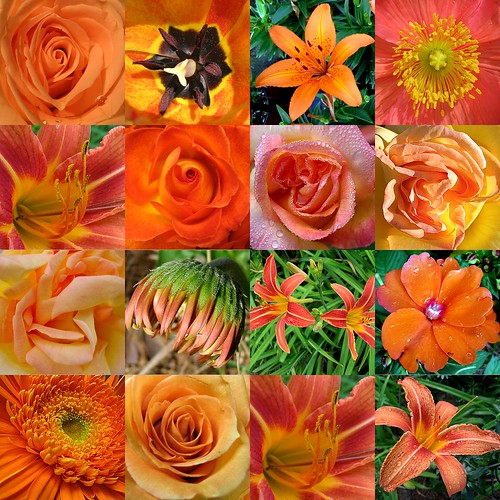 flowers pictures images. orange flowers | Flickr