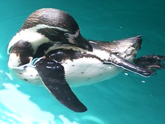 Nagasaki Penguin Aquarium