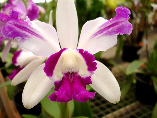 Orquídea. por Aneleh_.