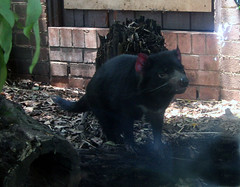Tasmanian Devil (behind glass)