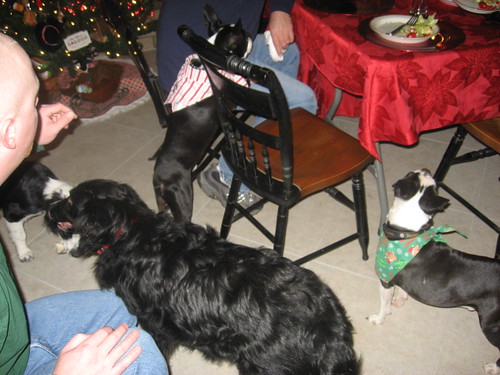 4 of the six dogs