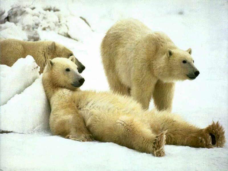 happy polar bears