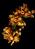 Orchidaceae Inflourescence Explosion