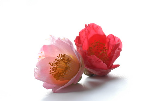 Camellia japonica / ?