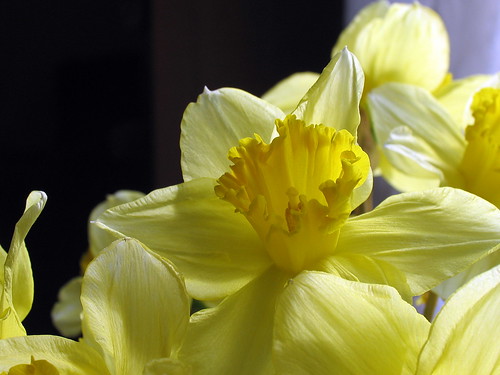 Indoor Daffodils by Lisa 65 (on flickr)