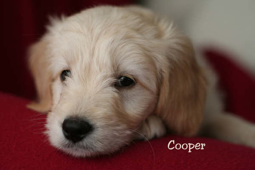 goldendoodle miniature. mini goldendoodle puppy.