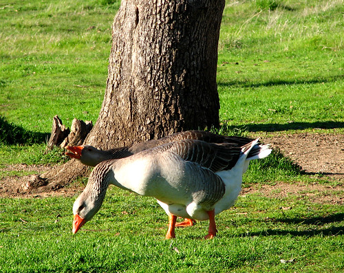 Camera shy geese, featured in my story on notsocrafty.com