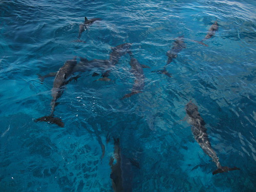 IMG_2158 dolphins