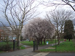 Burgess Park blossom