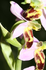 548697560 Bee_Orchid---Belgarum 2007-06-13_18:19:10 Farmoor_Reservoir