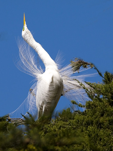 Great Egret (Ardea alba) great-egret-8243-web