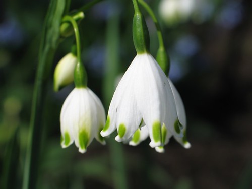 Green-Dotted Snowdrops