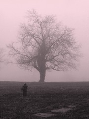 Alone in the Fog by photo_secessionist