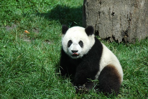 Young Giant Panda