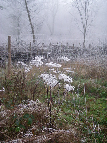 Frosty Foggy Meadow